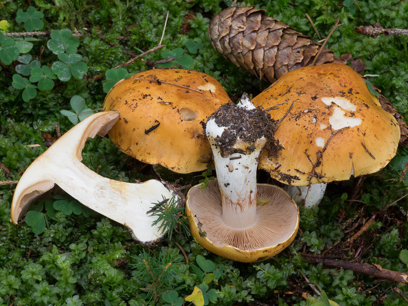 Cortinarius fulminoides